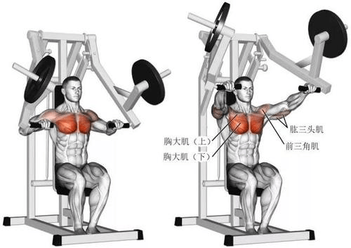 练肌肉从哪开始练_练力量和练肌肉区別_男人毛多适合练肌肉