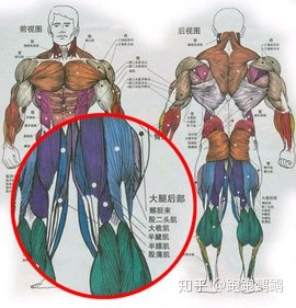 哑铃腿部肌肉锻炼_家里腿部肌肉锻炼_怎样锻炼腿部肌肉