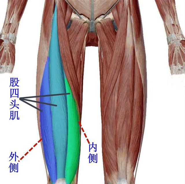 哑铃腿部肌肉锻炼_怎样锻炼腿部肌肉_家里腿部肌肉锻炼