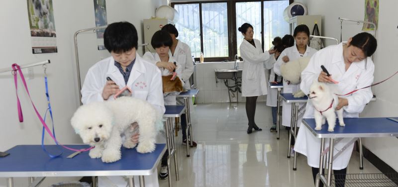 魔兽世界宠物对战怎么用不了技能_造梦西游3怎么给宠物学技能_上哪学宠物对战技能