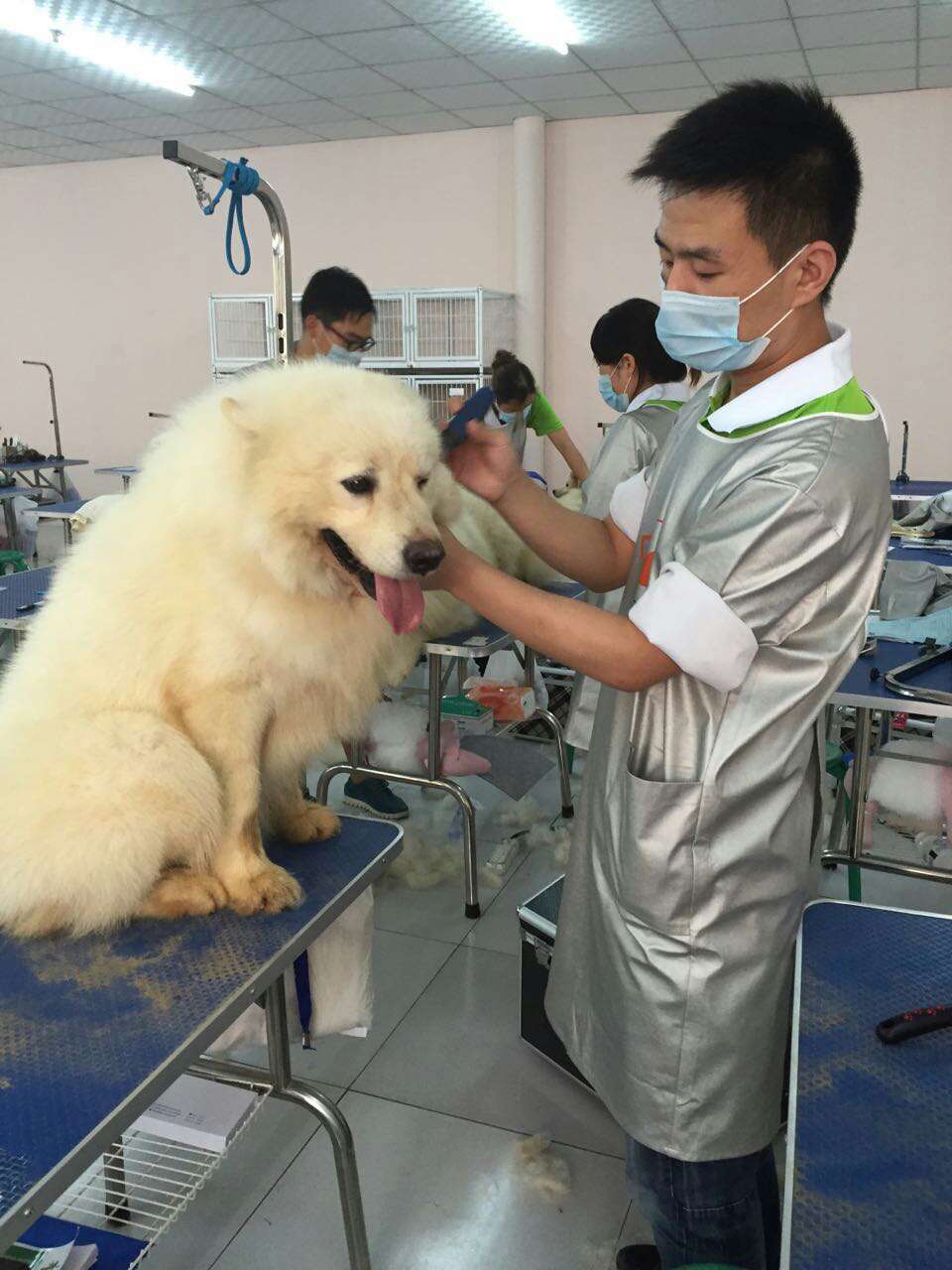 上哪学宠物对战技能_魔兽世界宠物对战怎么用不了技能_造梦西游3怎么给宠物学技能