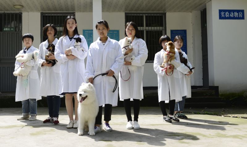 上哪学宠物对战技能_魔兽世界宠物对战怎么用不了技能_造梦西游3怎么给宠物学技能