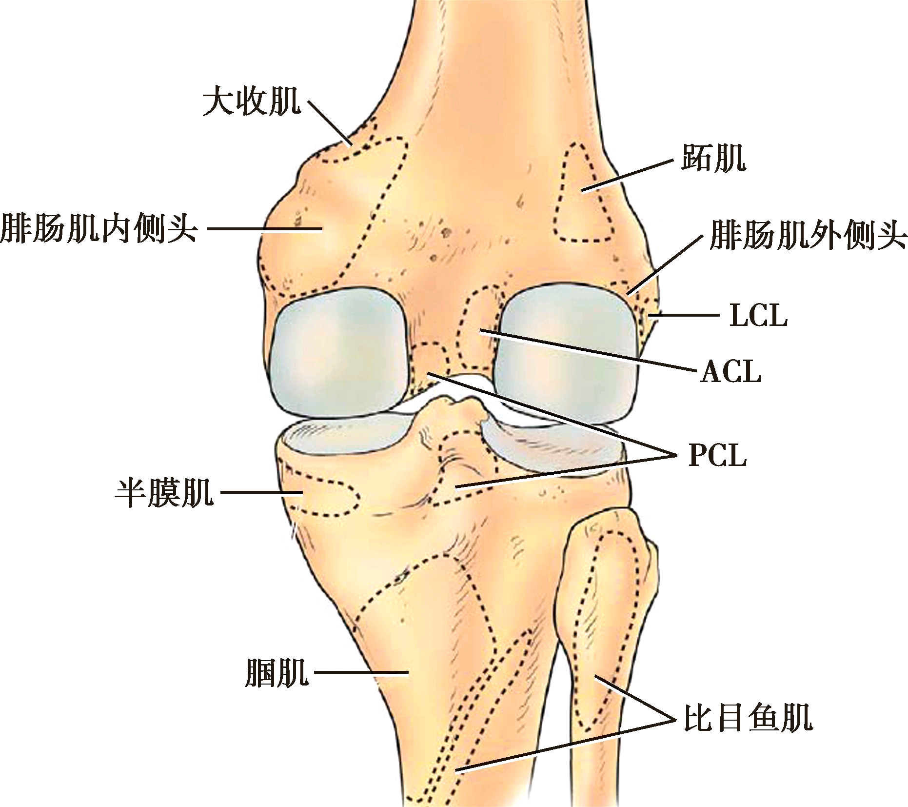 运动怎么保护膝盖_如何保护膝盖关节_保护膝盖的运动方法
