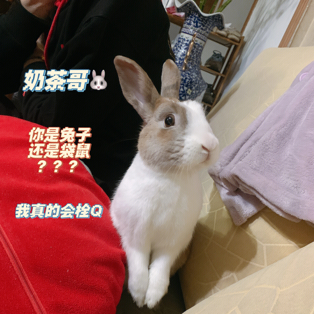 英雄联盟什么英雄是adc_英雄联盟最强弃少网盘_英雄联盟三少是谁