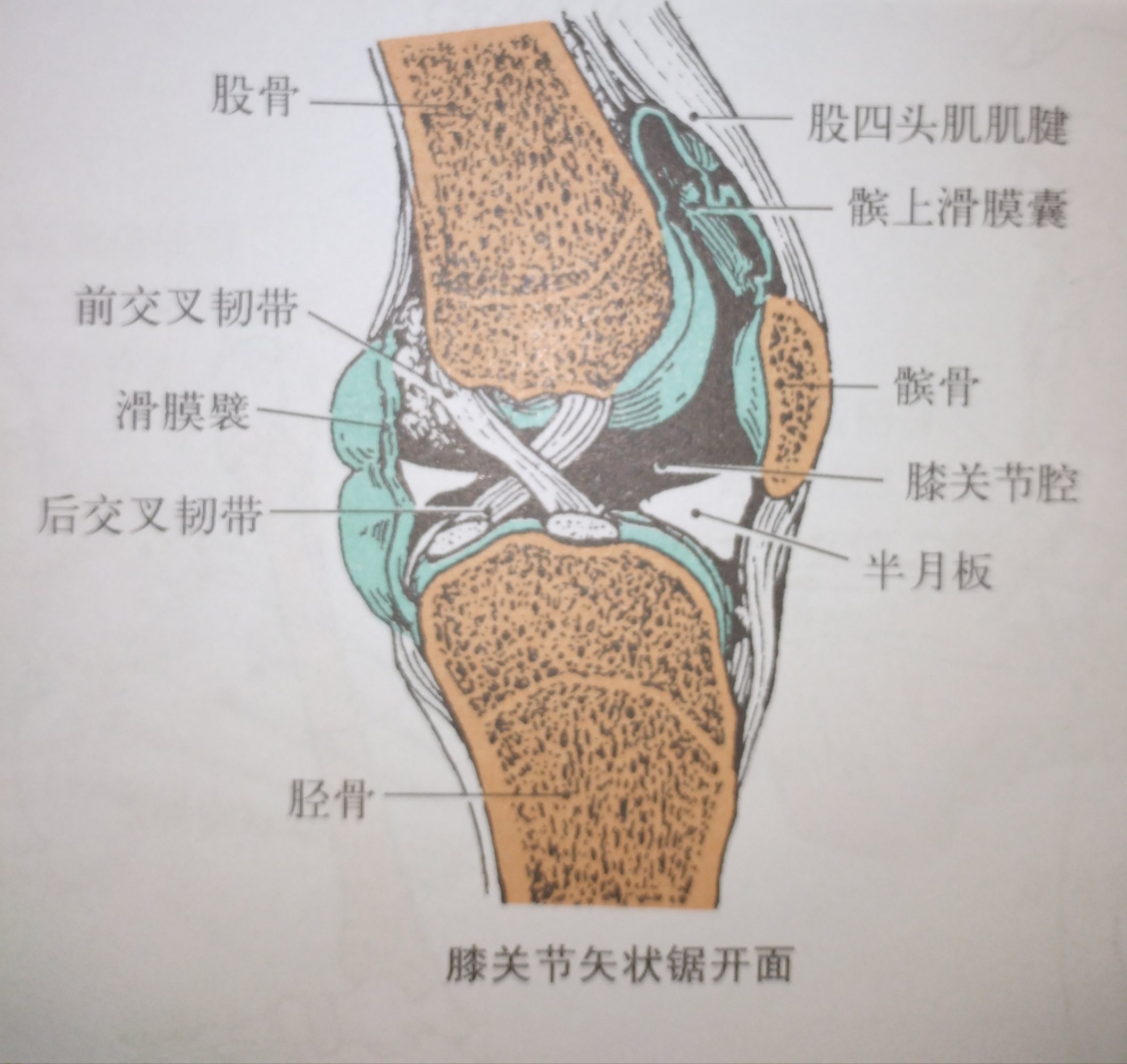 蹲下时关节响缺什么_活动关节时关节会响是怎么回事_蹲下时膝盖关节响怎么回事
