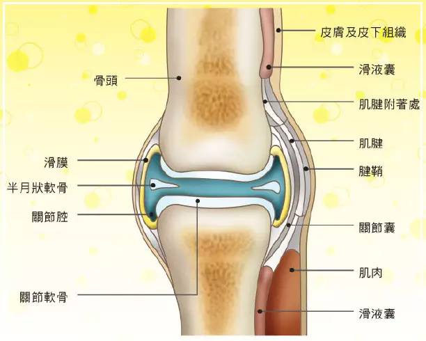 蹲下时关节响缺什么_蹲下时膝盖关节响怎么回事_活动关节时关节会响是怎么回事