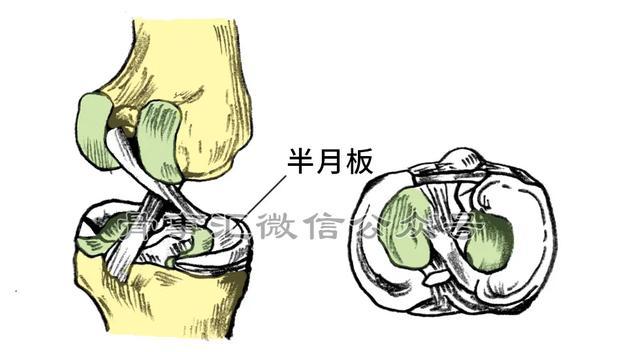 两个半月奶水还能多吗_半月板的损伤_半月板损伤还能跑步吗