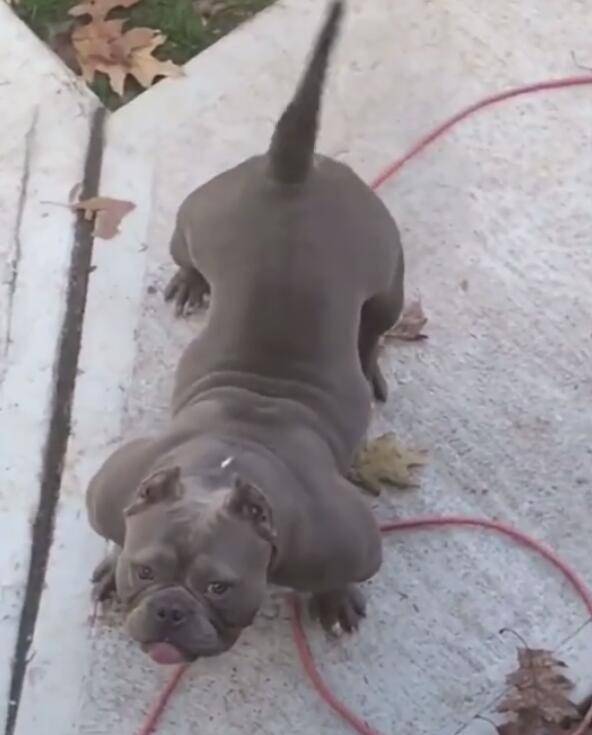 普通的狗能训练出肌肉_普通的狗能训练出肌肉_狗爱打架能训练改正吗