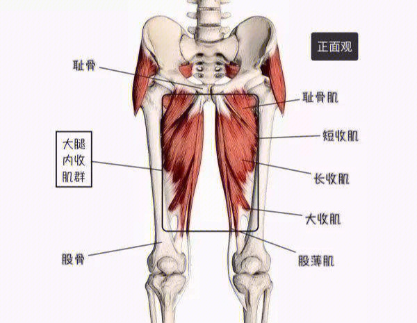 训练肩关节肌肉力量的瑜伽动作_背部肌肉训练动作_小腿肌肉训练动作图片