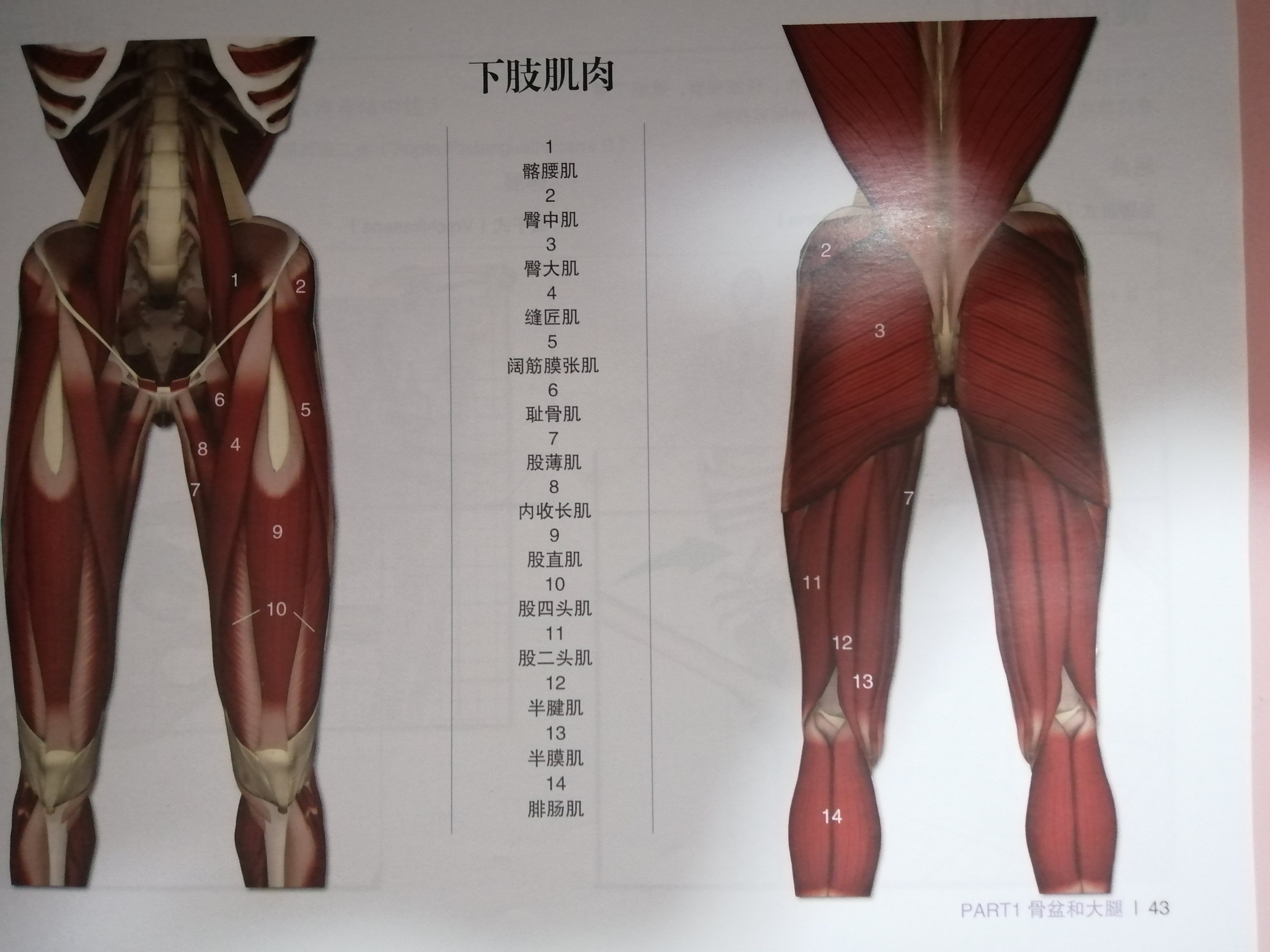 背部肌肉训练动作_训练肩关节肌肉力量的瑜伽动作_小腿肌肉训练动作图片