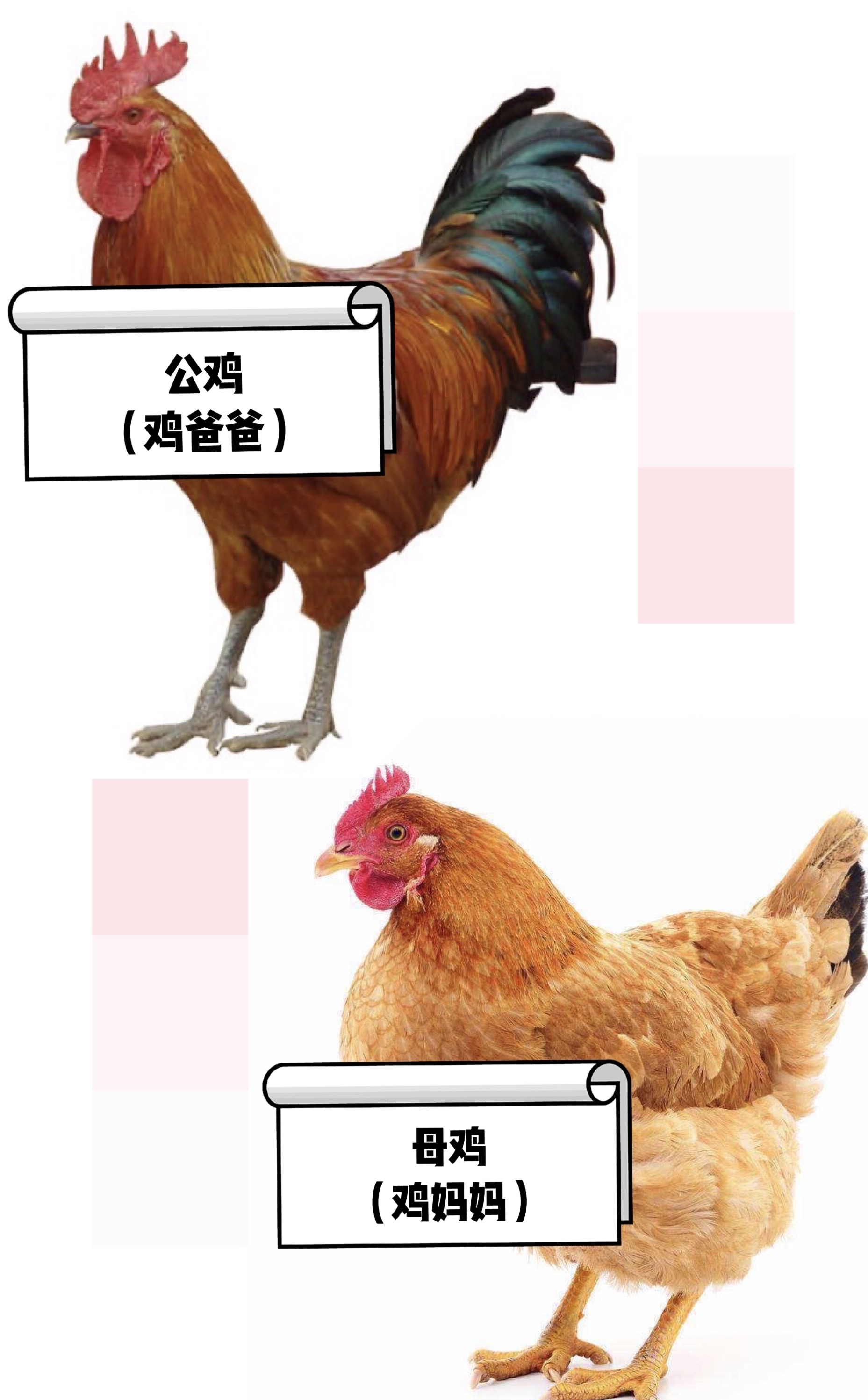 街机三国大宠物蛋能开出什么_街机三国宠物进阶_街机三国战甲多少级出