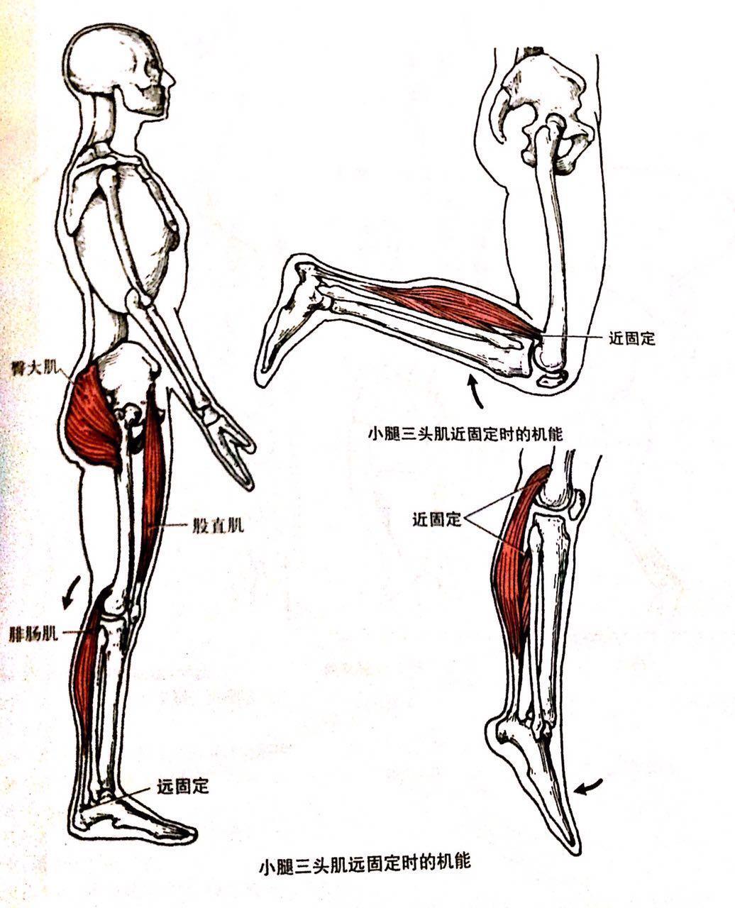 脊柱关节病能运动吗_做运动能治好声带息肉吗_脊柱侧弯不能做的运动