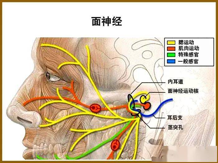 汉中梆梆面做面师傅_双通道神经肌肉电刺激仪_面神经电图哪里能做