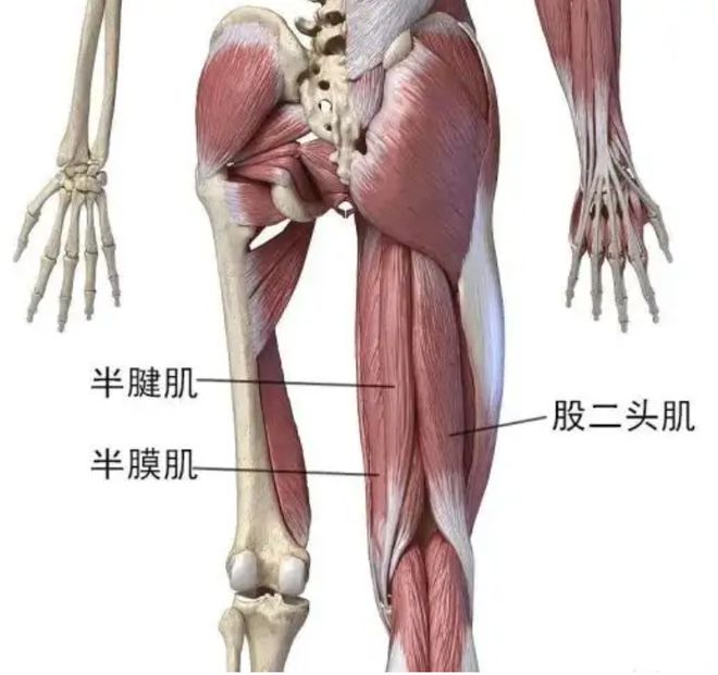 臀大肌臀中肌臀小肌图_臀中肌臀小肌训练方法_臀中肌臀小肌定位图