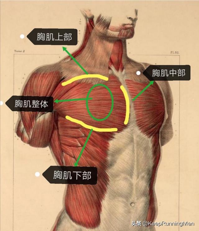 肩膀上肌肉左右不对称_左右手臂对称红斑_两侧肩膀对称纹身