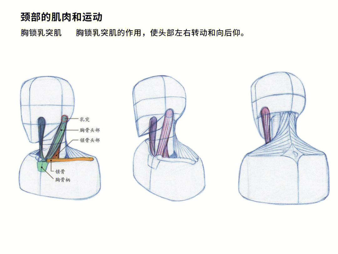 哑铃胸肌锻炼方法动作_下胸锻炼动作_斜方肌下束锻炼动作