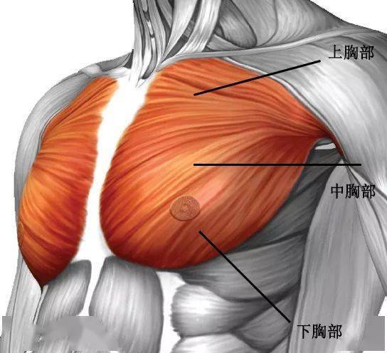 下胸锻炼动作_上胸哑铃夹胸动作图片_男士胸下垂练上胸还是下胸