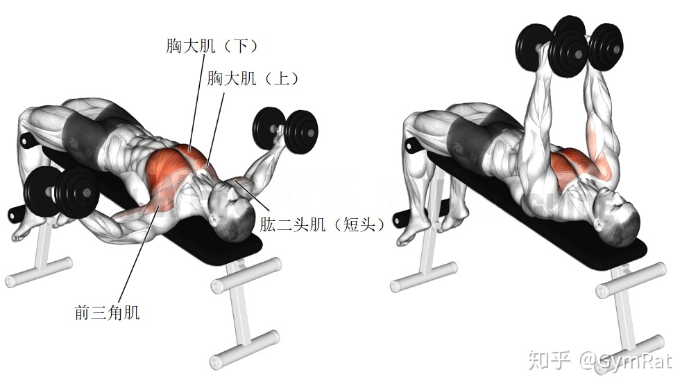 上胸哑铃夹胸动作图片_男士胸下垂练上胸还是下胸_下胸锻炼动作