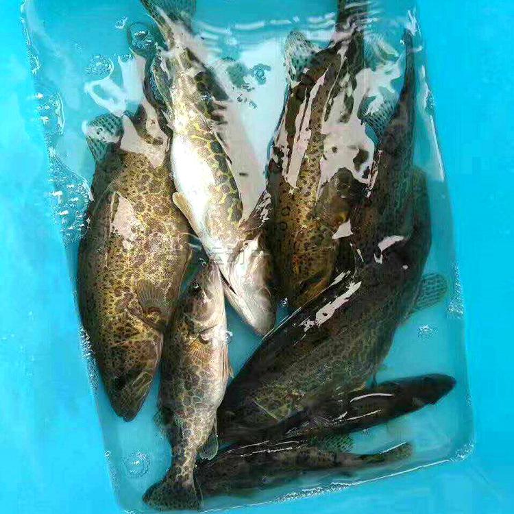 梦幻海底能在手机玩吗_手机玩梦幻配置_二代海柳能盘玩吗