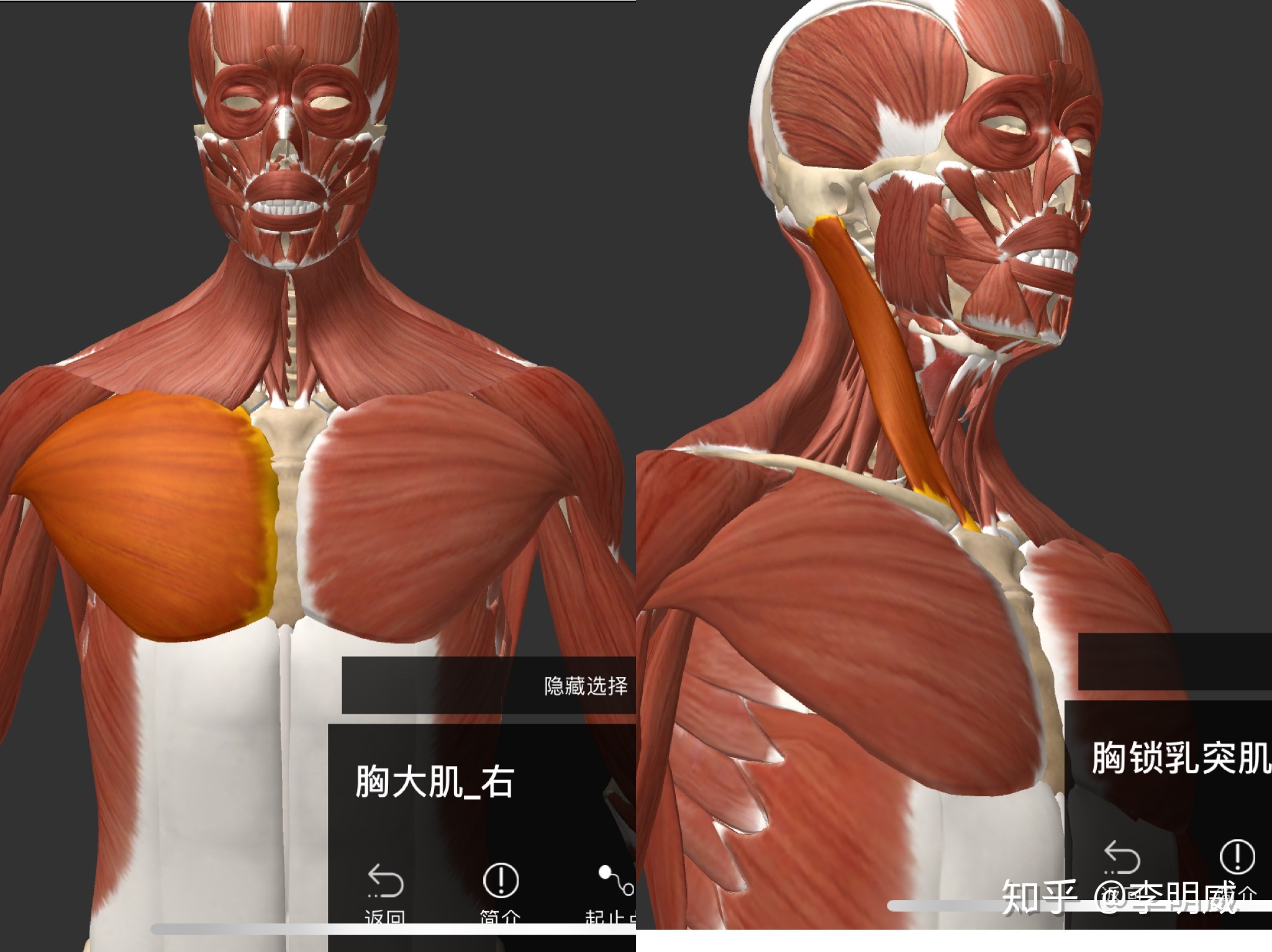 练肌肉练多久_颈部有块状肌肉吗_运动员有练颈部肌肉吗