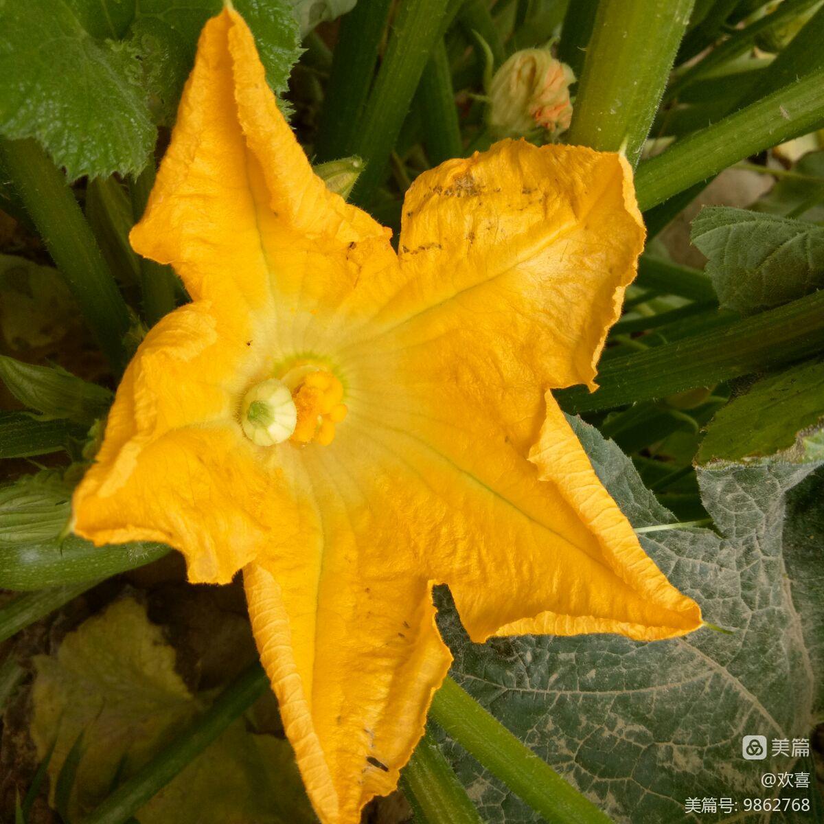 世界上有毒的花图片_花妆画骨药窕毒妃_花蛇癣毒清有用吗?