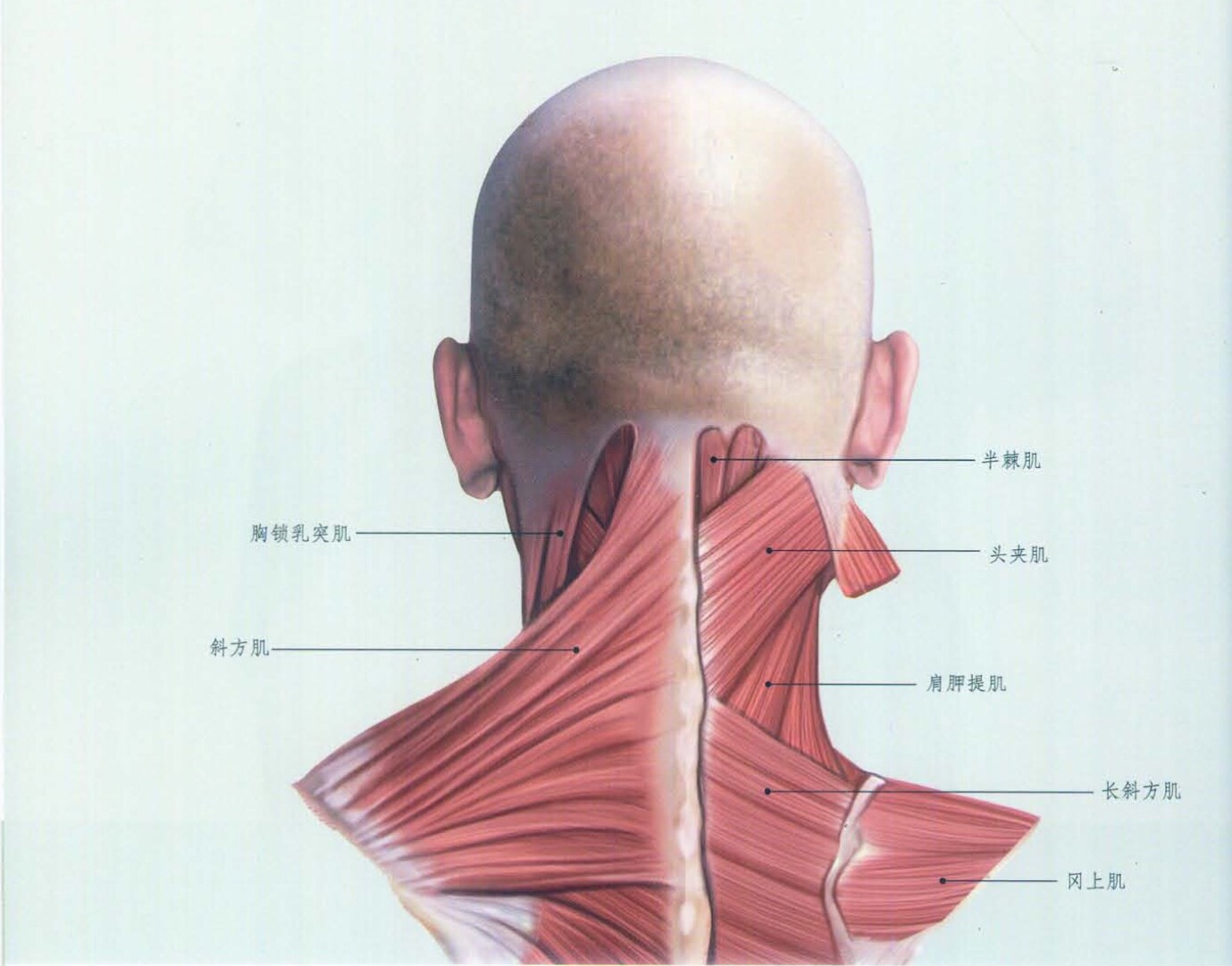 运动员有练颈部肌肉吗_怎样煅练颈部肌肉_练舞蹈女生腿有肌肉吗