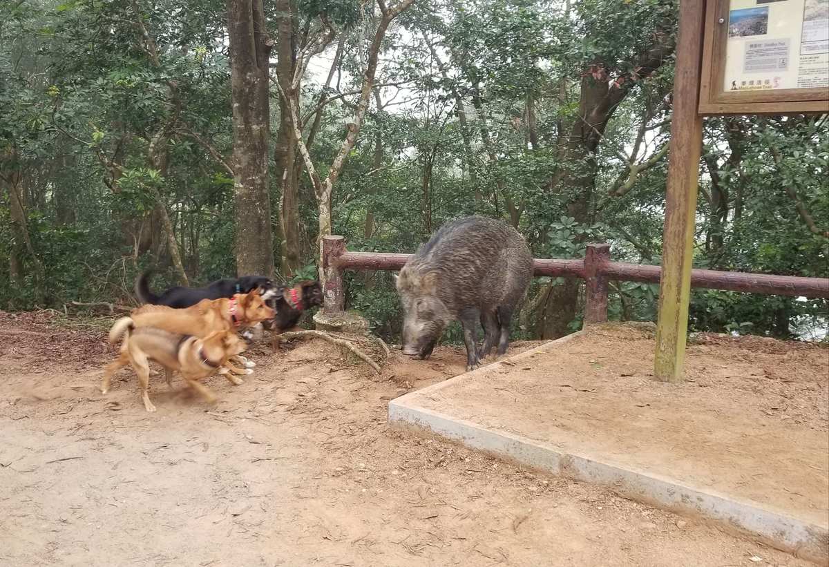 保卫萝卜的怪物窝有什么用_保卫萝卜怪物窝巨鲸宝宝_保卫萝卜里的怪物窝有什么用