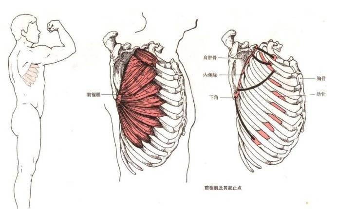 羽毛球的球怎么选择_羽毛球锻炼哪部分肌肉_肌肉锻炼方法