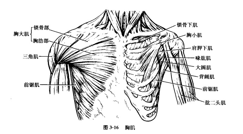 有鸡胸练出胸肌图片_鸡胸练胸肌_有鸡胸练出胸肌是什么样子