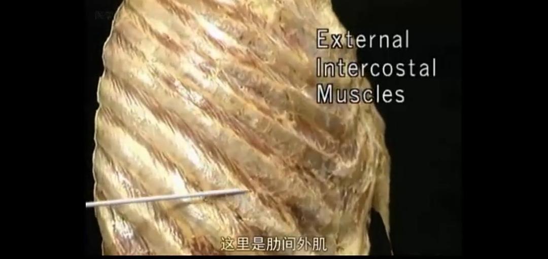 锻炼期间吃什么长肌肉_如何锻炼肌肉长得快_要怎么锻炼长肌肉