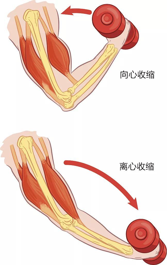 要怎么锻炼长肌肉_锻炼期间吃什么长肌肉_如何锻炼肌肉长得快