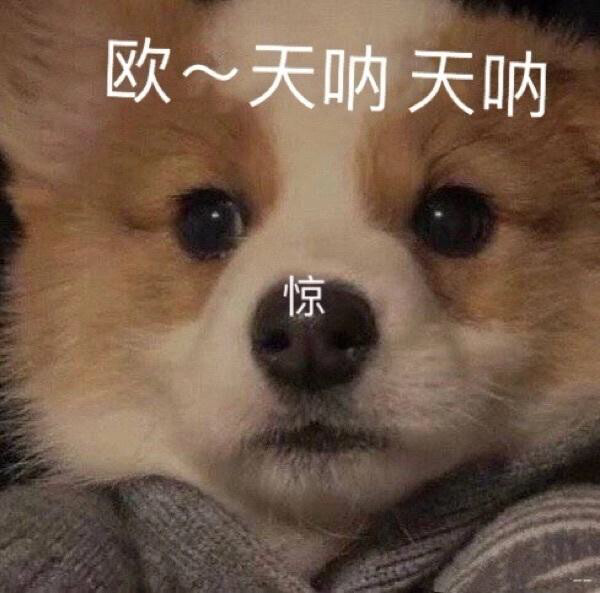 热成狗图片 表情包_热死人表情包图片_累成狗表情包