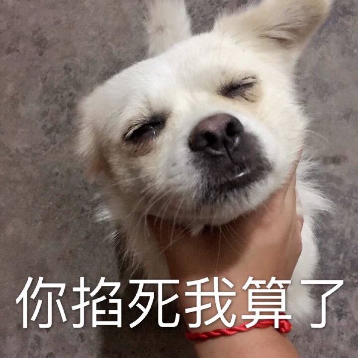 热死人表情包图片_热成狗图片 表情包_累成狗表情包