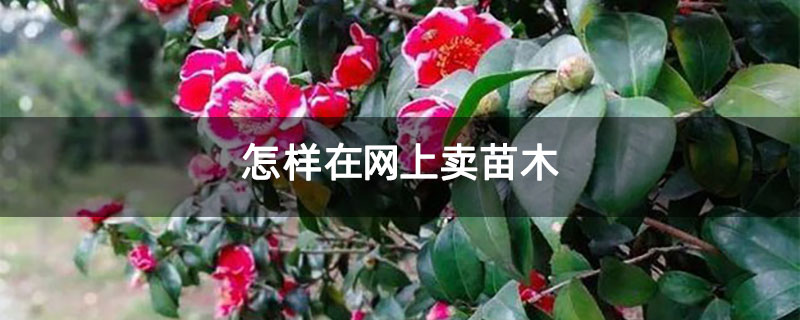抖音买赞一元1000个赞_抖音赞_抖音买赞一元1000个赞平台