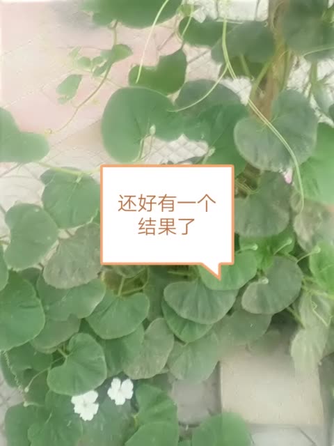 快手如何让更多人看到_qq点赞金赞是什么意思_快手点赞在哪里能看到