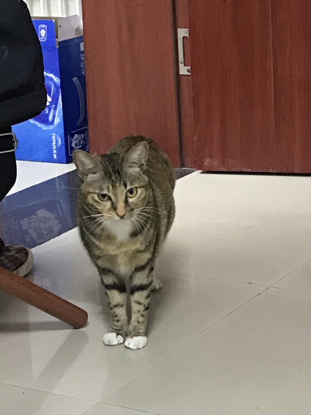 没有毛的猫图片大全_毛俊杰没处理过的图片_汤姆猫健美先生毛图片