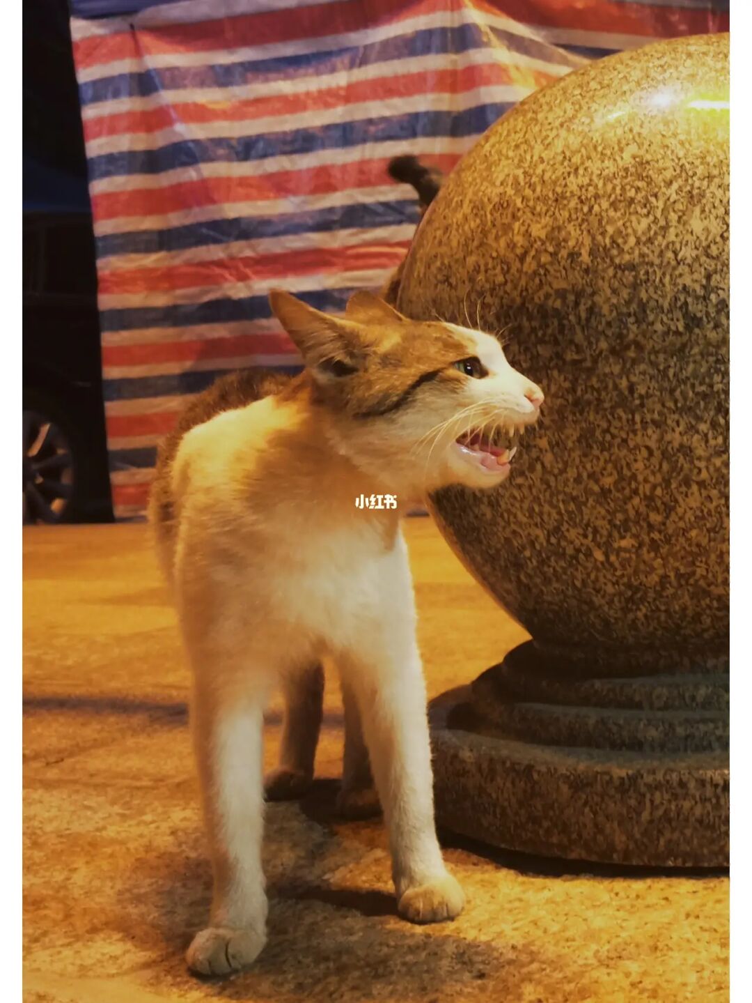 没有毛的猫图片大全_汤姆猫健美先生毛图片_毛俊杰没处理过的图片