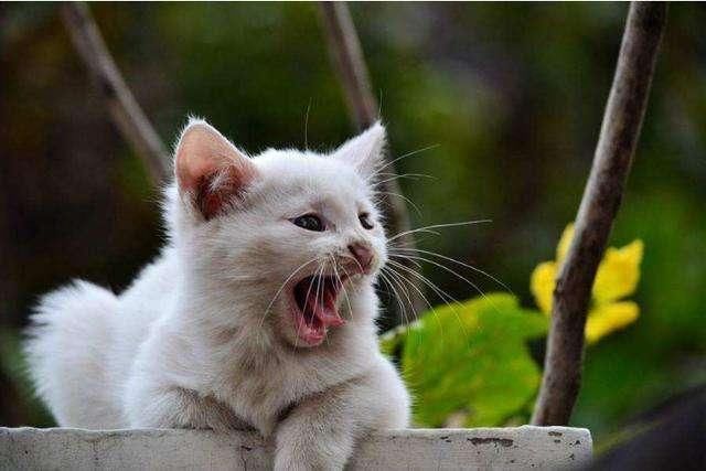 小猴子做衣服阅读答案_做父亲丰子恺阅读答案_猴子建筑师阅读答案