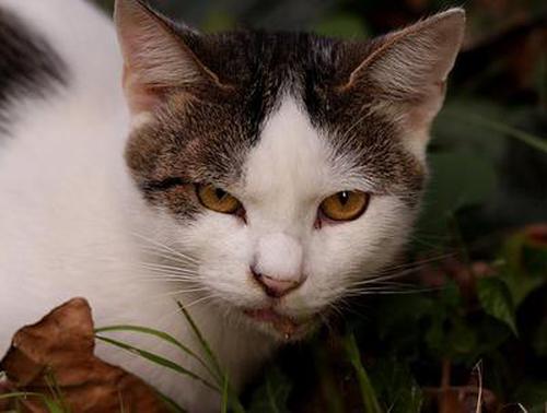 小猴子做衣服阅读答案_做父亲丰子恺阅读答案_猴子建筑师阅读答案