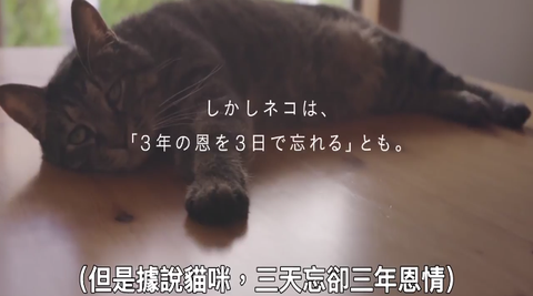 猴子建筑师阅读答案_做父亲丰子恺阅读答案_小猴子做衣服阅读答案