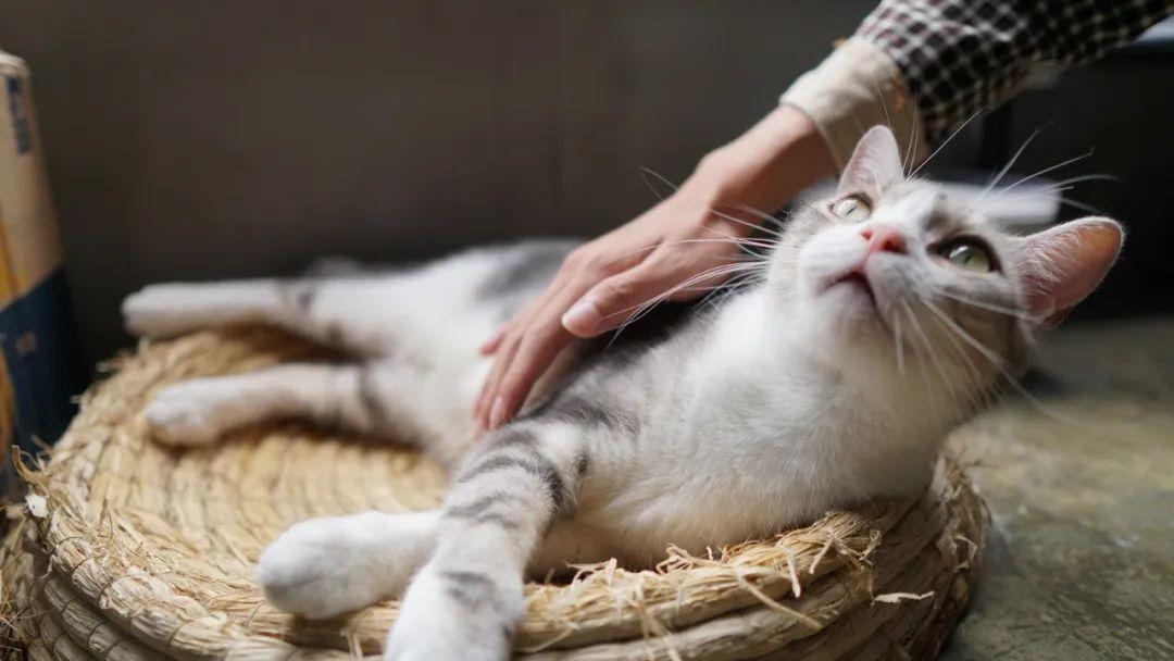 猴子建筑师阅读答案_小猴子做衣服阅读答案_做父亲丰子恺阅读答案