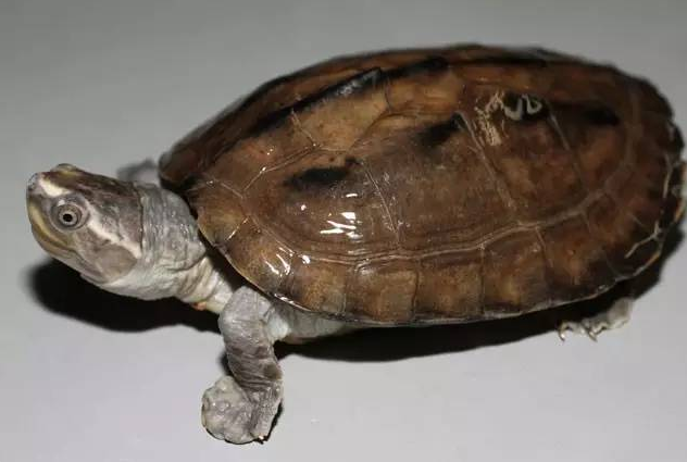 软腭上长了小白点_上嘴唇里面疼有白点_小乌龟壳上有白点图片