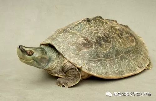 软腭上长了小白点_上嘴唇里面疼有白点_小乌龟壳上有白点图片