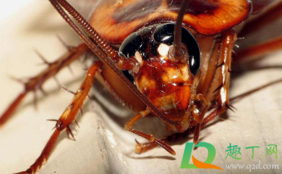 蟑螂的颂歌阅读短文及答案_阅读蟑螂的颂歌_蟑螂何止是小强阅读答案