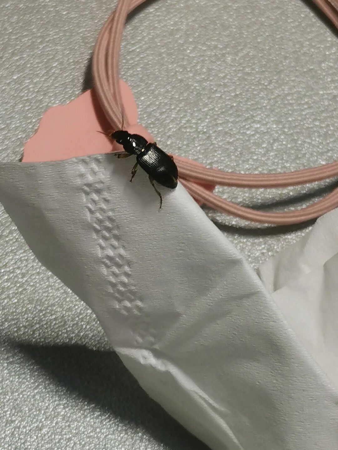 蟑螂何止是小强阅读答案_阅读蟑螂的颂歌_蟑螂的颂歌阅读短文及答案