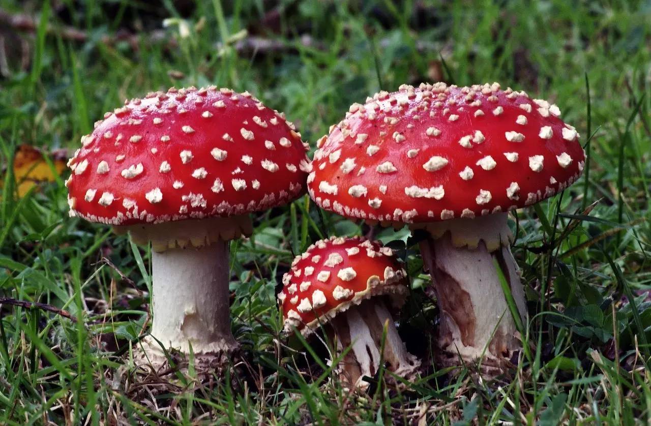 吃蘑菇的经典游戏_吃蘑菇那个游戏叫什么_小时候玩吃蘑菇的游戏叫什么