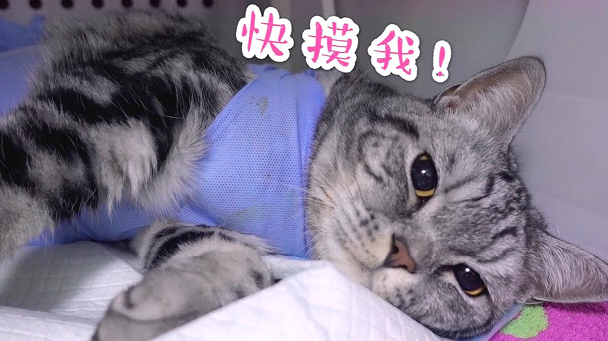快手获赞赚钱吗_快手赞平台全网+最低价啊豪_快手集赞怎么赚钱