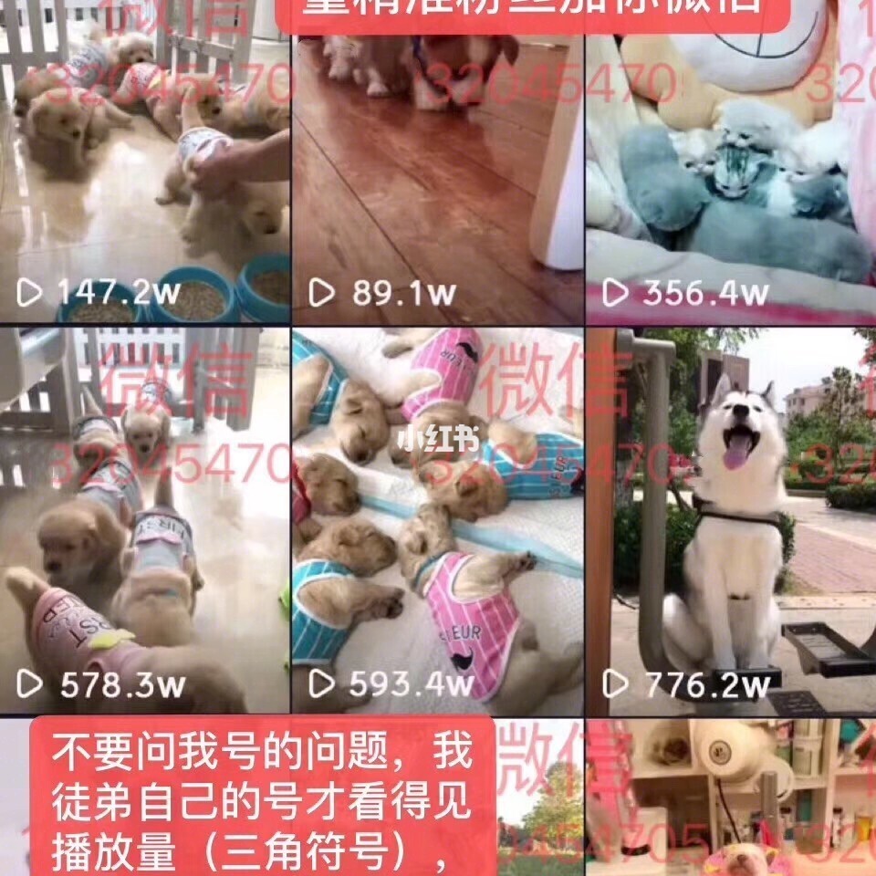 快手里面赞视频怎么删_怎么刷快手赞_qq手机赞刷赞软件