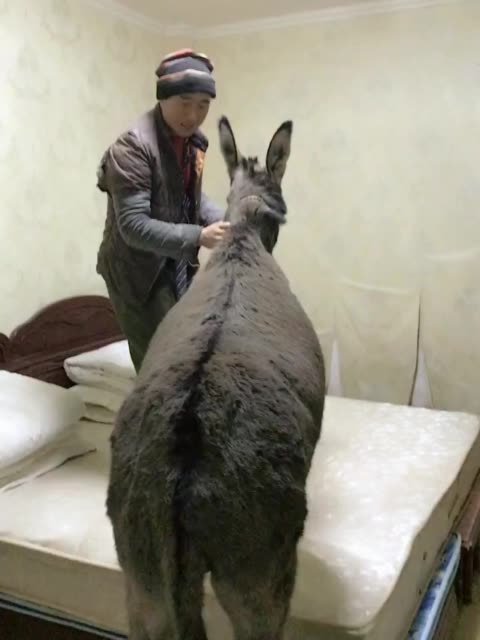 粉小狞快手_快手买粉丝_快手刷粉手机版