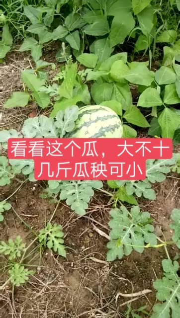 快手号容易上热门_什么样快手号老上热门_老快手号上不了热门?